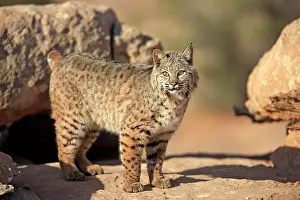 Rufus: Bobcat (Lynx rufus) standing on a rock, captive