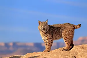 Rufus: Bobcat (Lynx rufus) standing on a rock, captive
