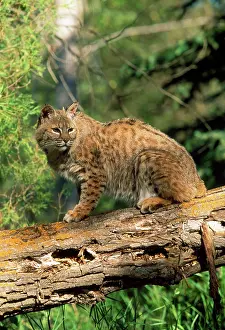 Bobcats: Bobcat / Red Lynx