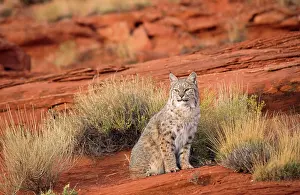 Bobcat: Bobcat / Red Lynx