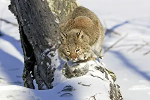 Bonasa: Bobcat - with ruffed Grouse (Bonasa umbellus)