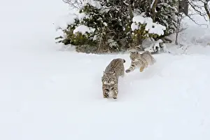 Bobcat: Bobcat - two running through snow