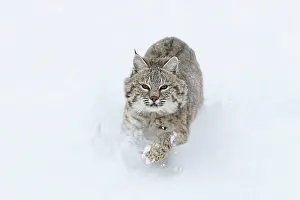 Bobcat: Bobcat - running through snow