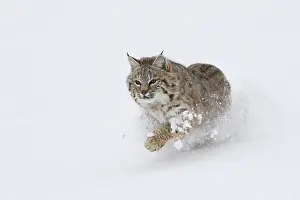 Bobcat: Bobcat - running through snow