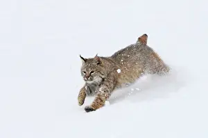 Bobcat: Bobcat - running through snow