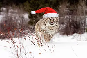 Vince Burton: Bobcat running through the snow wearing a red Ch