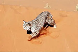 Mary Clay: BOBCAT - on sand dune