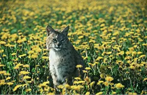 Dandelions: BOBCAT - sitting in dandelions