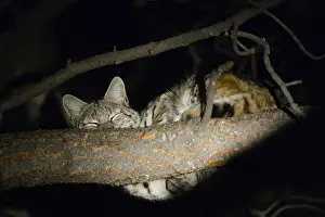 Bobcat: Bobcat sleeping in a tree - Bobcat sleeping in a