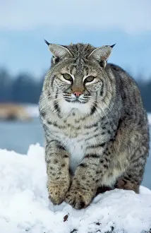 Bobcats: BOBCAT - in snow