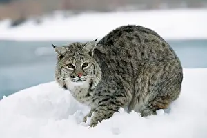 Bobcats: BOBCAT - in snow