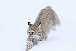 Bobcat: Bobcat - in snow