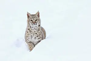 Bobcat: Bobcat - in snow