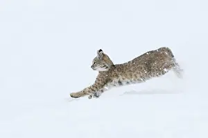 Bobcat: Bobcat - in snow