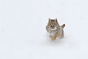 Bobcat: Bobcat - in snow