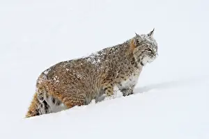 Bobcat: Bobcat - in snow