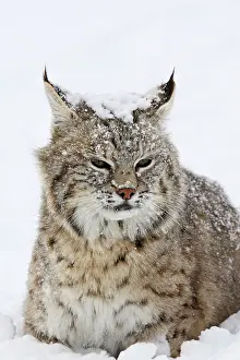 Bobcat: Bobcat - in snow