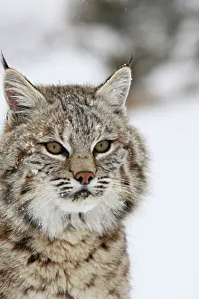 Bobcat: Bobcat - in snow