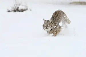 Bobcat: Bobcat - in snow