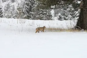Bobcat: Bobcat - in snow