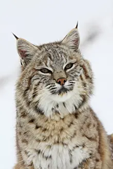 Bobcat: Bobcat - in snow