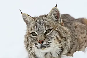 Bobcat: Bobcat - in snow