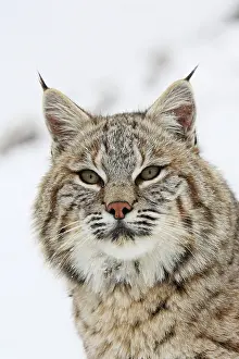 Bobcat: Bobcat - in snow