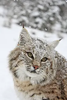 Bobcat: Bobcat - in snow