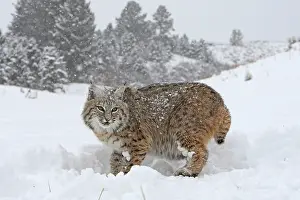 Bobcat: Bobcat - in snow