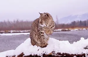 Bobcat: BOBCAT - in snow, lake behind, sitting with one paw raised