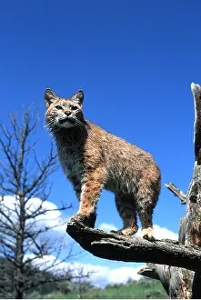 Bobcat: BOBCAT - standing on branch