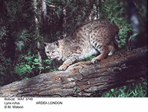 Bobcat: BOBCAT - on tree trunk
