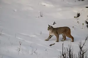 Rufus: Bobcat walking through snow in winter - Bobcat walking