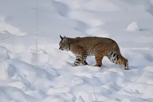 Rufus: Bobcat walking through snow in winter - Bobcat walking