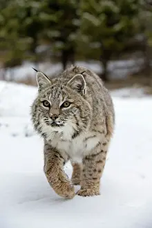 Bobcat: Bobcat in winter snow Montana, USA