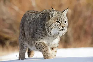 Bobcat: Bobcat in winter snow Montana, USA