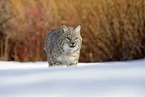 Bobcat: Bobcat in winter snow Montana, USA