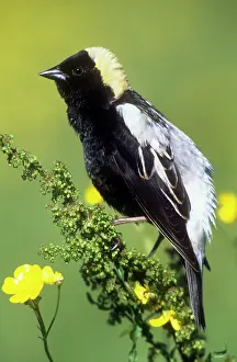 Dolichonyx: Bobolink - breeding male