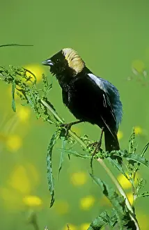 Dolichonyx: Bobolink - breeding male