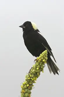Mullein: Bobolink (Dolichonyx oryzivorous)