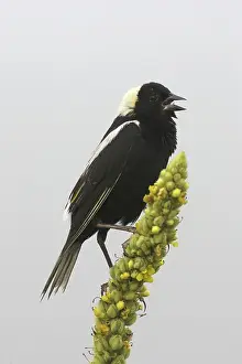 Icteridae: Bobolink (Dolichonyx oryzivorous) singing
