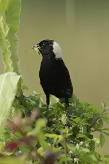 Icteridae: Bobolink eating a grasshopper
