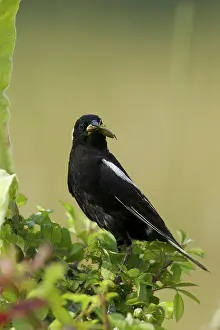 Icteridae: Bobolink eating an insect