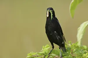 Icteridae: Bobolink feeding on caterpillar and mantis
