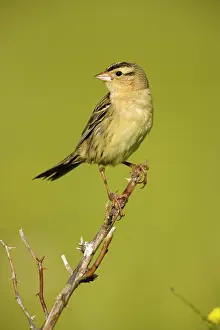 Dolichonyx: Bobolink - female