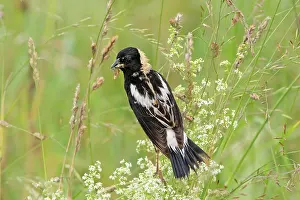 Dolichonyx: Bobolink - male with food