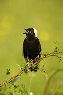 Dolichonyx: Bobolink - male, singing to declare territory