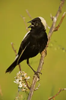 Dolichonyx: Bobolink - male, singing to declare territory