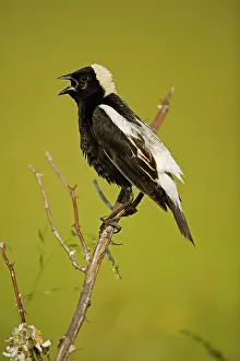 Dolichonyx: Bobolink - male, singing to declare territory