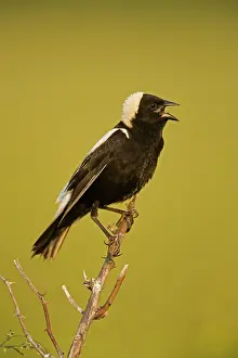 Dolichonyx: Bobolink - male, singing to declare territory